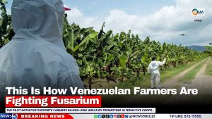 How Venezuelan farmers fight Fusarium